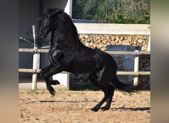 Menorquin, Stallion, 2 years, 15 hh, Black
