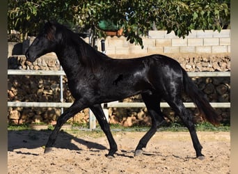 Menorquin, Stallion, 2 years, 15 hh, Black