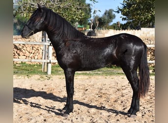 Menorquin, Stallion, 2 years, 15 hh, Black