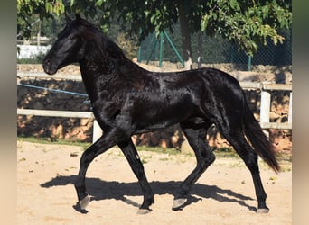 Menorquin, Stallion, 2 years, 15 hh, Black