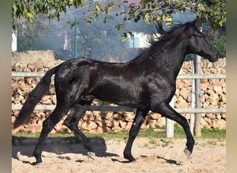 Menorquin, Stallion, 2 years, 15 hh, Black