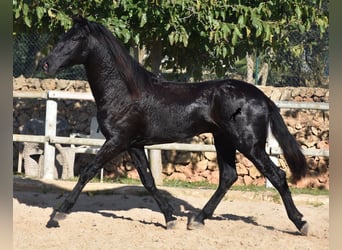 Menorquin, Stallion, 2 years, 15 hh, Black