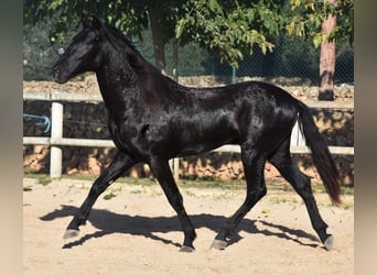 Menorquin, Stallion, 2 years, 15 hh, Black