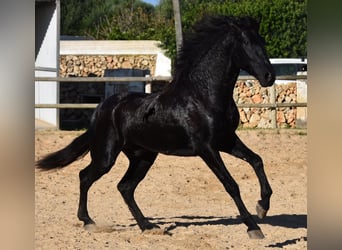 Menorquin, Stallion, 2 years, 15 hh, Black