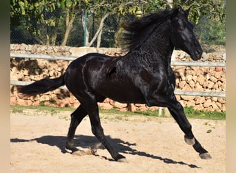Menorquin, Stallion, 2 years, 15 hh, Black