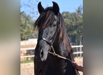 Menorquin, Stallion, 2 years, 15 hh, Black