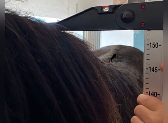 Menorquin, Stallion, 2 years, 15 hh, Black