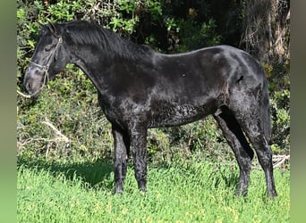 Menorquin, Stallion, 2 years, 15,2 hh, Black