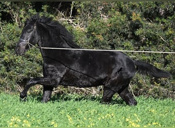 Menorquin, Stallion, 2 years, 15,2 hh, Black