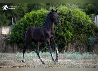 Menorquin, Stallion, 2 years, 15,2 hh, Black