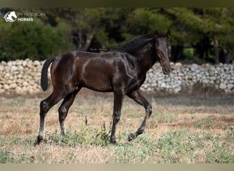 Menorquin, Stallion, 2 years, 15,2 hh, Black