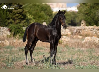 Menorquin, Stallion, 2 years, 15,2 hh, Black