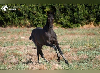 Menorquin, Stallion, 2 years, 15,2 hh, Black