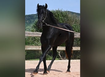 Menorquin, Stallion, 2 years, 16.2 hh, Black