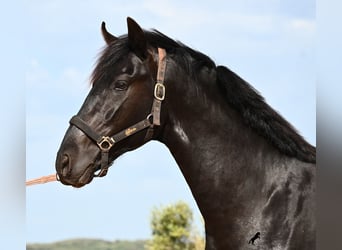 Menorquin, Stallion, 2 years, 16.2 hh, Black