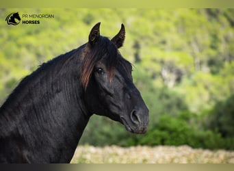 Menorquiner, Hengst, 2 Jahre, 16 hh, Rappe