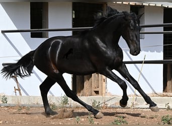 Menorquin, Stallion, 2 years, 16 hh, Black