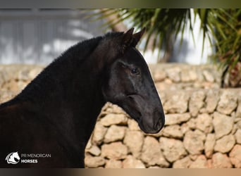 Menorquin, Stallion, 2 years, 16 hh, Black