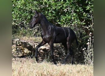 Menorquin, Stallion, 2 years, 16 hh, Black