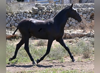 Menorquin, Stallion, 2 years, 16 hh, Black