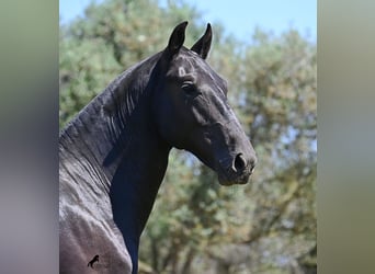 Menorquin, Stallion, 2 years, 16 hh, Black