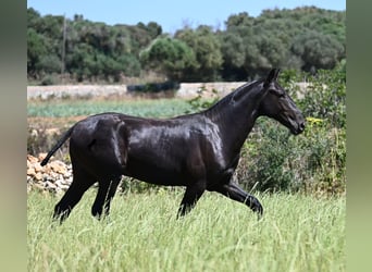 Menorquin, Stallion, 2 years, 16 hh, Black