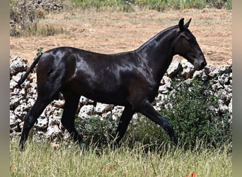 Menorquin, Stallion, 2 years, 16 hh, Black