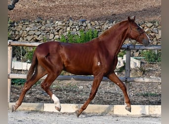 Menorquin, Stallion, 2 years, 16 hh, Chestnut-Red