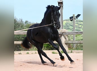 Menorquin, Stallion, 2 years, 16,2 hh, Black