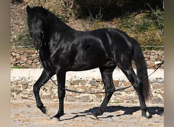 Menorquin, Stallion, 3 years, 14.3 hh, Black