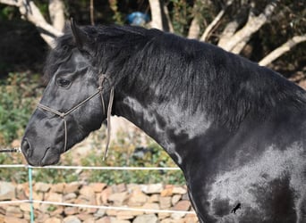 Menorquin, Stallion, 3 years, 14.3 hh, Black