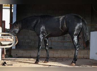Menorquin, Stallion, 3 years, 15.2 hh, Black