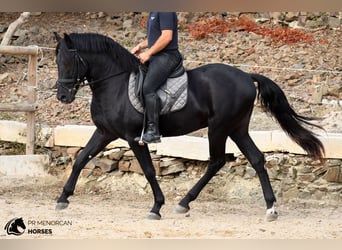 Menorquin, Stallion, 3 years, 15.2 hh, Black