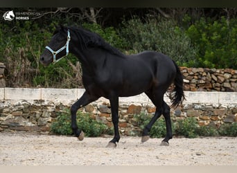 Menorquin, Stallion, 3 years, 15.2 hh, Black