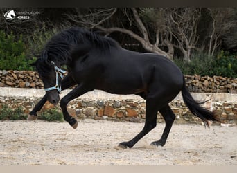 Menorquin, Stallion, 3 years, 15.2 hh, Black