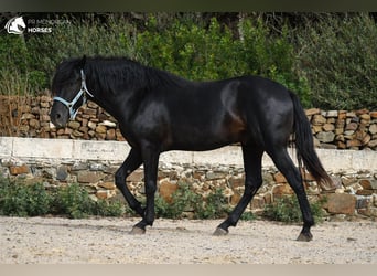 Menorquin, Stallion, 3 years, 15.2 hh, Black