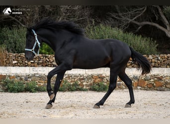 Menorquin, Stallion, 3 years, 15.2 hh, Black
