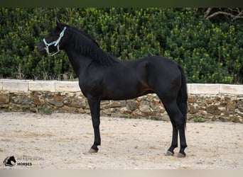 Menorquin, Stallion, 3 years, 15.2 hh, Black