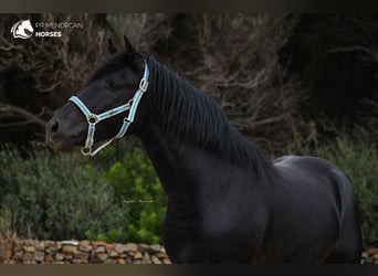 Menorquin, Stallion, 3 years, 15.2 hh, Black