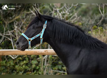 Menorquin, Stallion, 3 years, 15.2 hh, Black