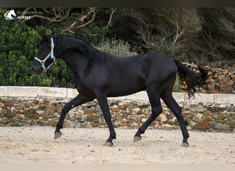 Menorquin, Stallion, 3 years, 15.2 hh, Black