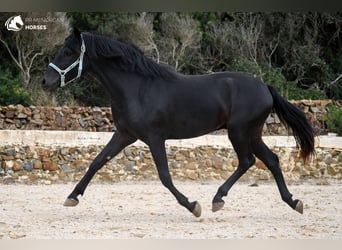 Menorquin, Stallion, 3 years, 15.2 hh, Black
