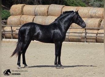 Menorquin, Stallion, 3 years, 15.2 hh, Black