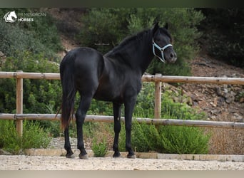 Menorquin, Stallion, 3 years, 15.2 hh, Black