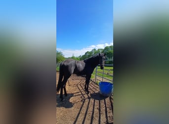 Menorquin, Stallion, 3 years, 15.2 hh, Smoky-Black