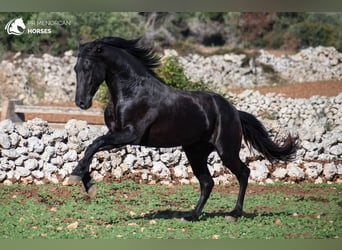 Menorquin, Stallion, 3 years, 15 hh, Black