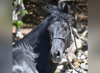 Menorquin, Stallion, 3 years, 15,1 hh, Black