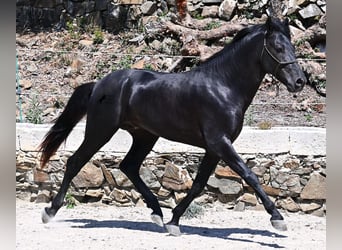 Menorquin, Stallion, 3 years, 15,1 hh, Black