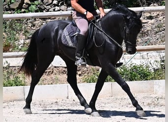 Menorquin, Stallion, 3 years, 15,1 hh, Black