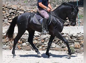 Menorquin, Stallion, 3 years, 15,1 hh, Black